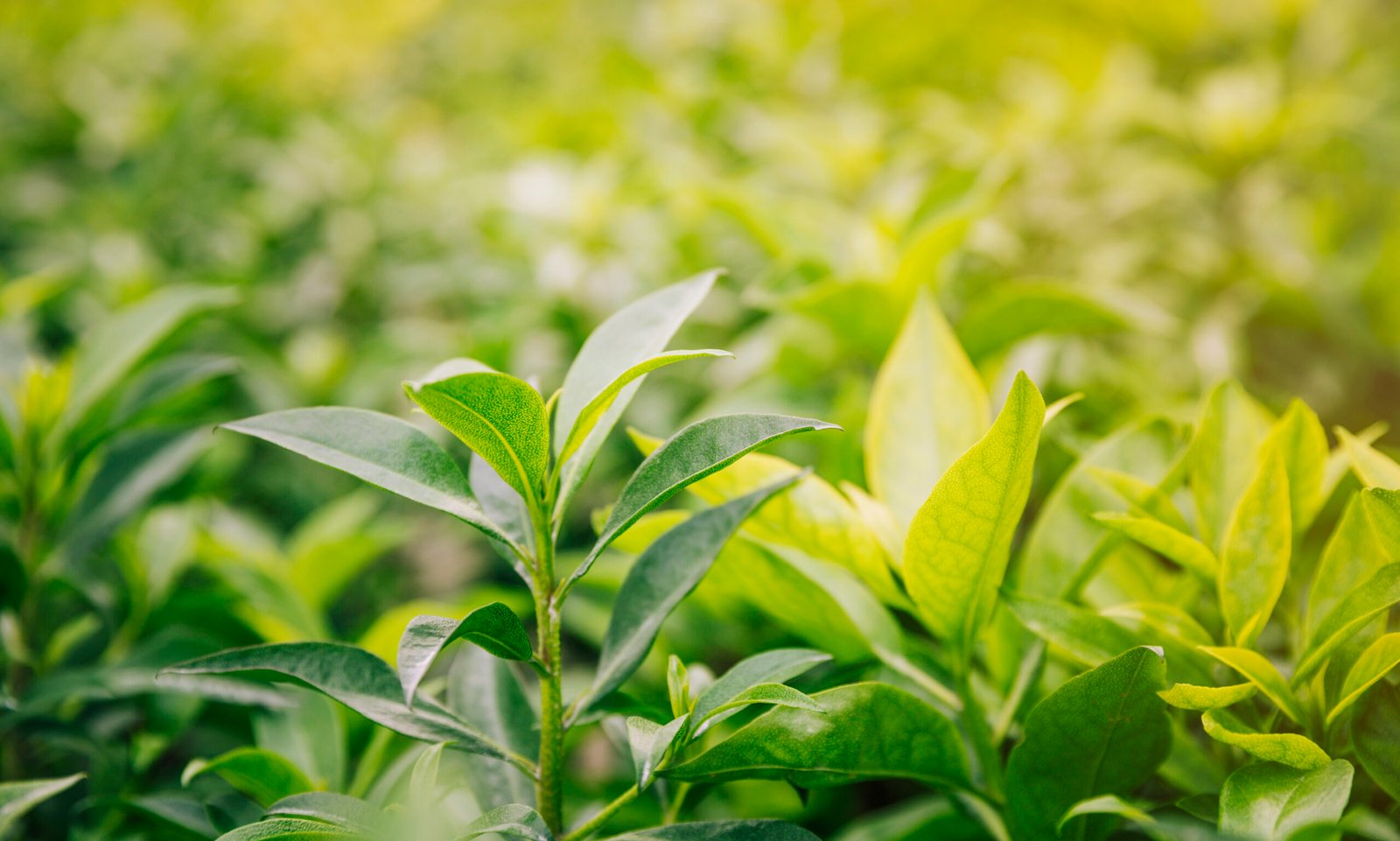 fresh-green-yellow-leaves-garden